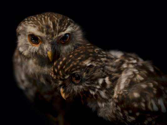 FP Ruru Pair South Canterbury Museum 2024 web copy