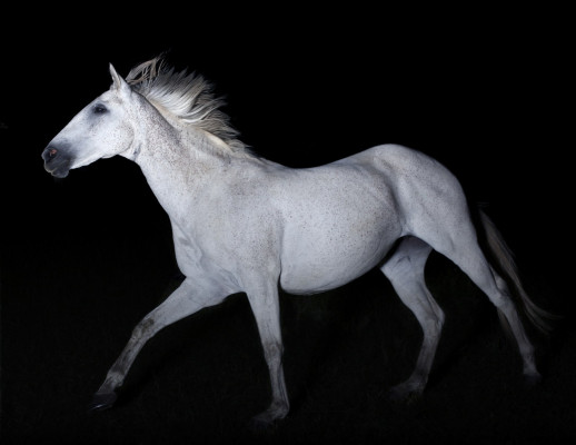 Greta Anderson White Horse 1553x1200