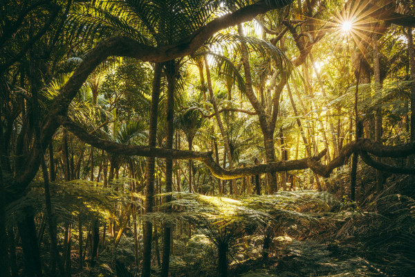 Peter Rees late Night Nikau Track resized