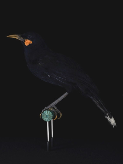 FP Manawarahi Male Huia MTG Hawkes Bay WEB copy