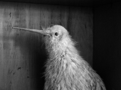Fiona Pardington Andrews Albino Kiwi III 2021 1600x1200
