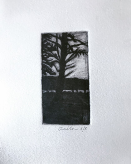 mezzotint macrocarpa